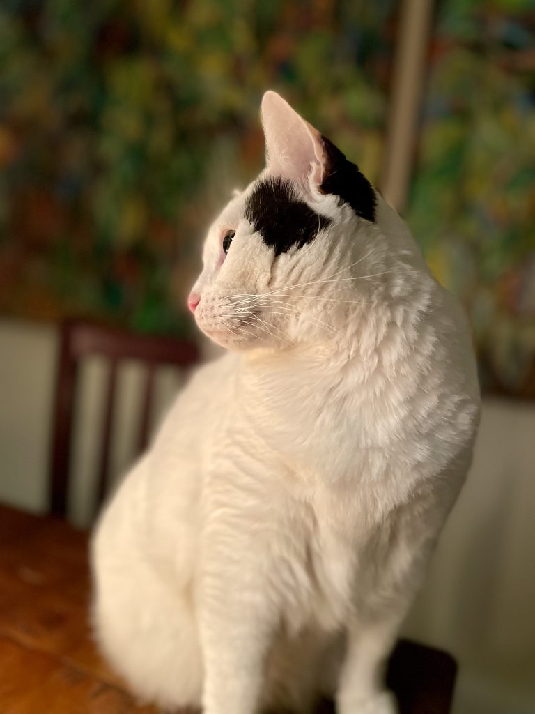 Cricket the Cat, National Cat Day Making Connections