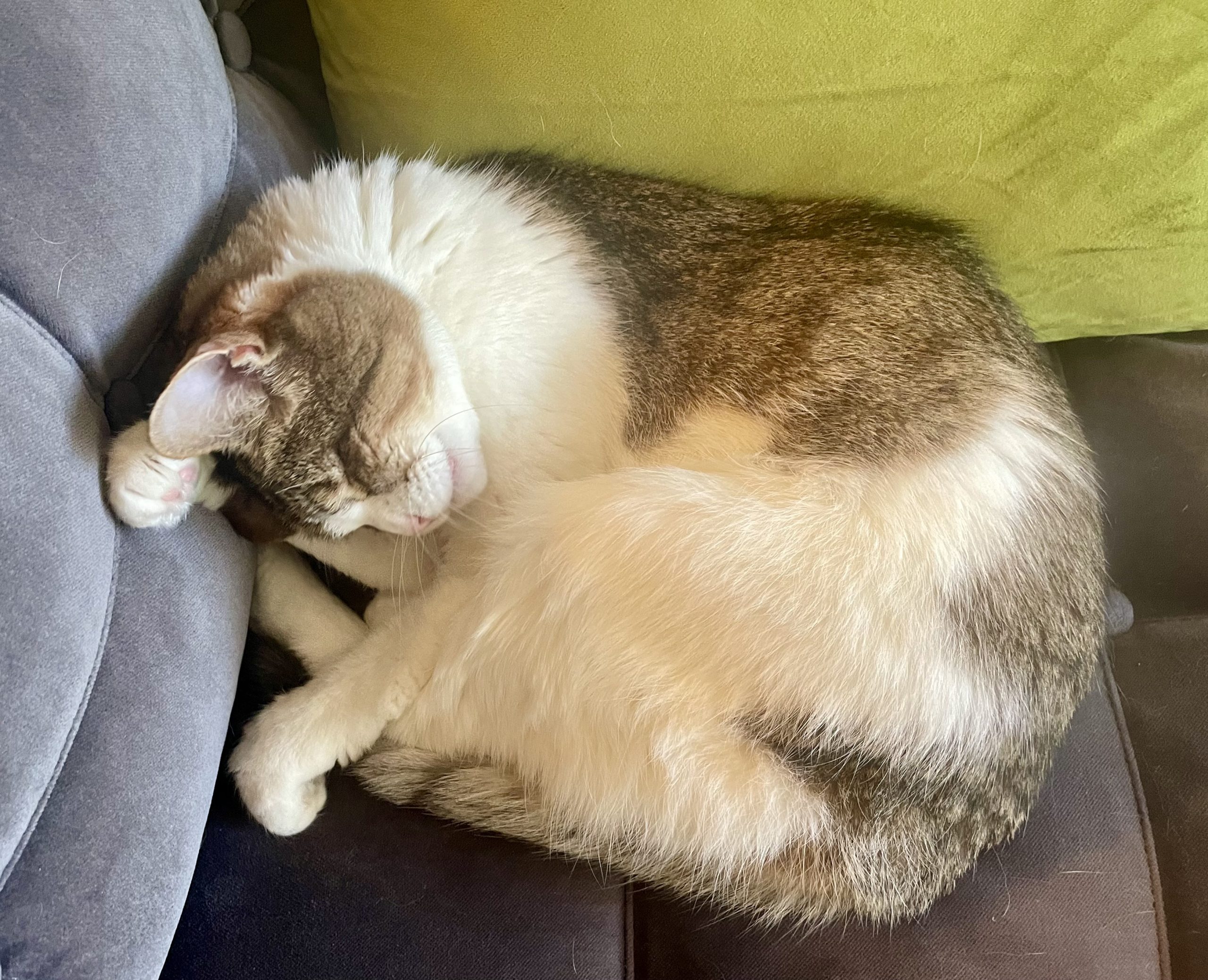 Jenny the Cat sleeping, national cat day making connections